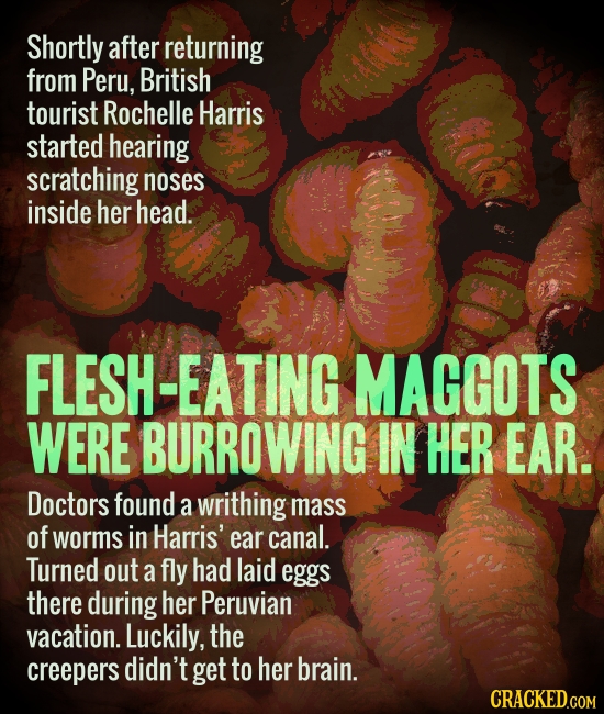 Shortly after returning from Peru, British tourist Rochelle Harris started hearing scratching noses inside her head. FLESH-EATING MAGGOTS WERE BURROWI