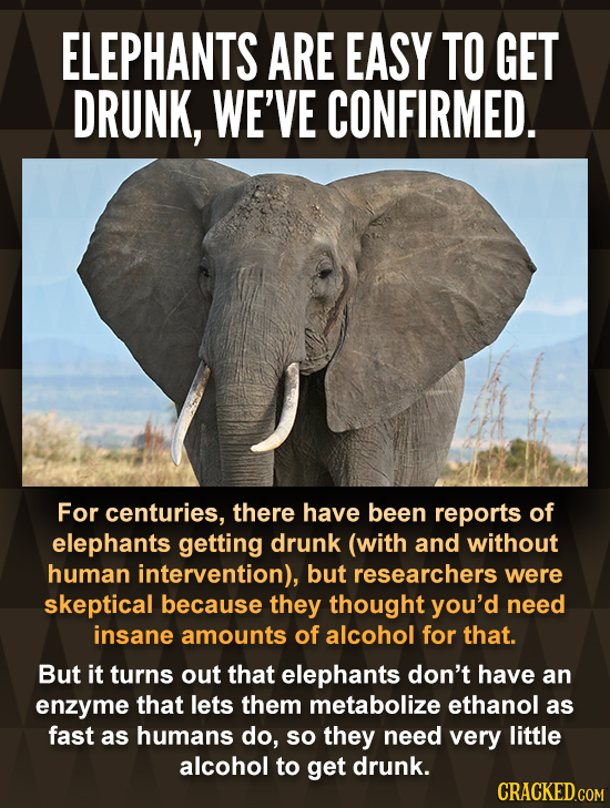 ELEPHANTS ARE EASY TO GET DRUNK, WE'VE CONFIRMED. For centuries, there have been reports of elephants getting drunk (with and without human interventi