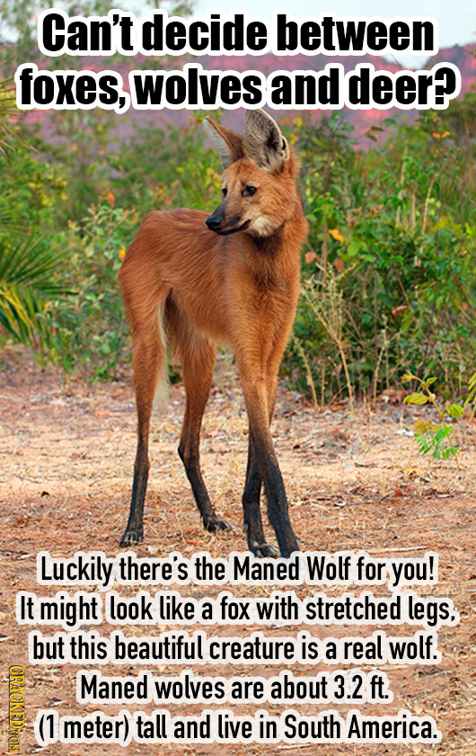 Can't decide between foxes, wolves and deer? Luckily there's the Maned Wolf for you! It might look like a fox with stretched legs, but this beautiful