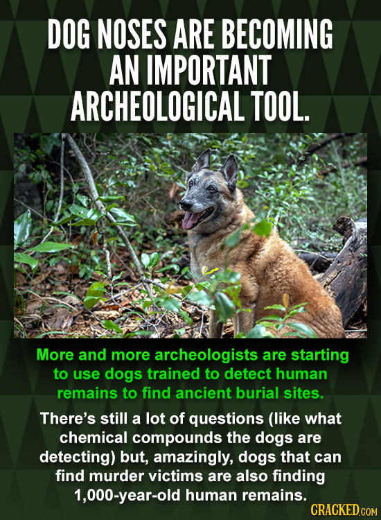 DOG NOSES ARE BECOMING AN IMPORTANT ARCHEOLOGICAL TOOL. More and more archeologists are starting to use dogs trained to detect human remains to find a