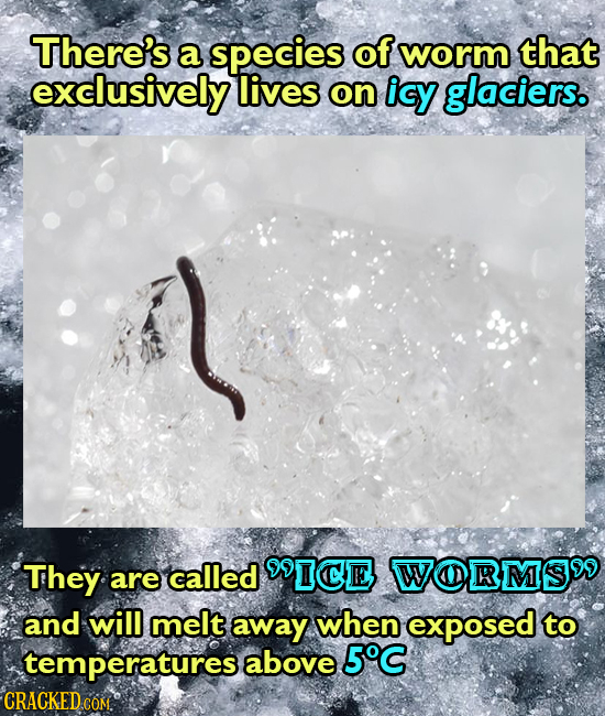 There's a species of worm that exclusively lives on icy glaciers. They ICE WORMSIO are called and will melt away when exposed to temperatures above 5C