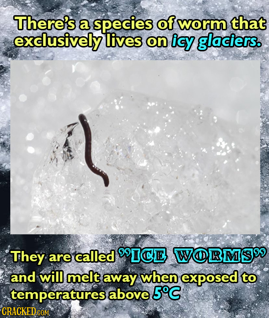 There's a species of worm that exclusively lives on icy glaciers. They ICE WORMSIO are called and will melt away when exposed to temperatures above 5C