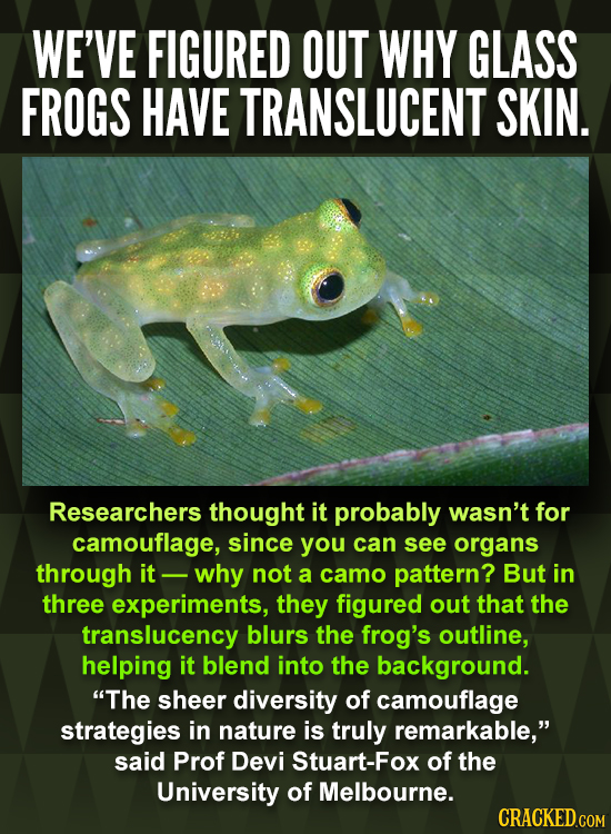 WE'VE FIGURED OUT WHY GLASS FROGS HAVE TRANSLUCENT SKIN. Researchers thought it probably wasn't for camouflage, since you can see organs through it wh