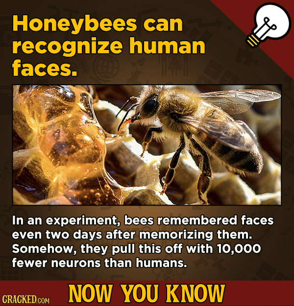 13 Movie-Related And Other Facts You Had No Clue About --Honeybees can recognize human faces. In an