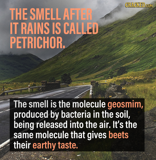 THE SMELL AFTER IT RAINS IS CALLED PETRICHOR. The smell is the molecule geosmim, produced by bacteria in the soil, being released into the air. It's t