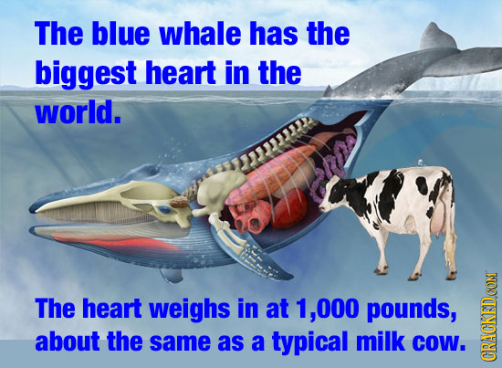 The blue whale has the biggest heart in the world. The heart weighs in at 1, .000 pounds, about the same as a typical milk CoW. CRACK