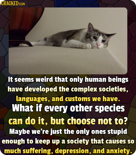 It seems weird that only human beings have developed the complex societies, languages, and customs we have. What if every other species can do it, but