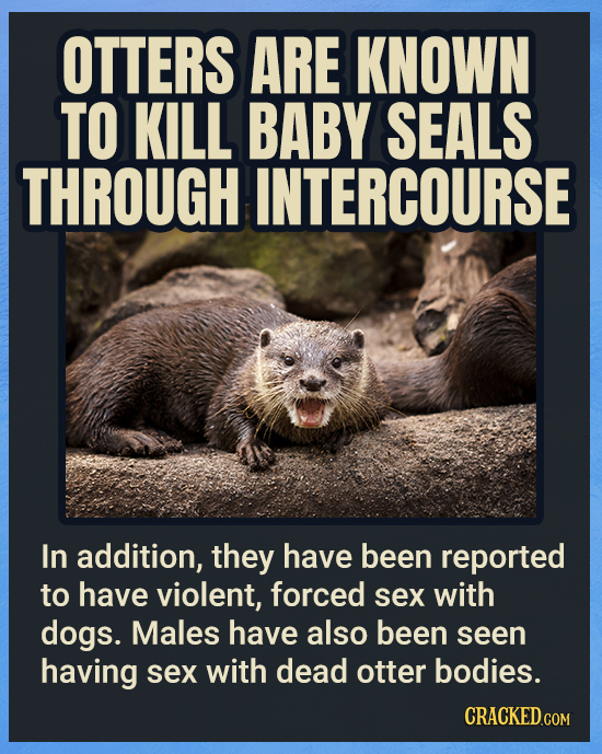 OTTERS ARE KNOWN TO KILL BABY SEALS THROUGH INTERCOURSE In addition, they have been reported to have violent, forced sex with dogs. Males have also be
