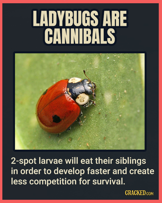 LADYBUGS ARE CANNIBALS 2-spot larvae will eat their siblings in order to develop faster and create less competition for survival. CRACKEDCON
