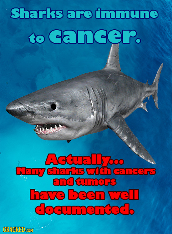 Sharks are immune to cancer. AEtuallyoo Many shariks with cangers and tumors have been well documented.