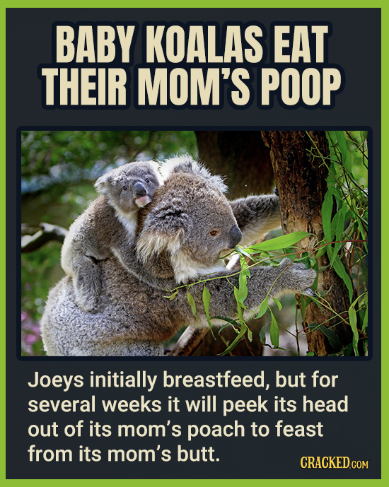BABY KOALAS EAT THEIR MOM'S POOP Joeys initially breastfeed, but for several weeks it will peek its head out of its mom's poach to feast from its mom'