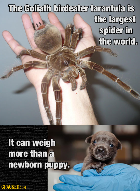 The Goliath birdeater tarantula is the largest spider in the world. It can weigh more than a newborn puppy.