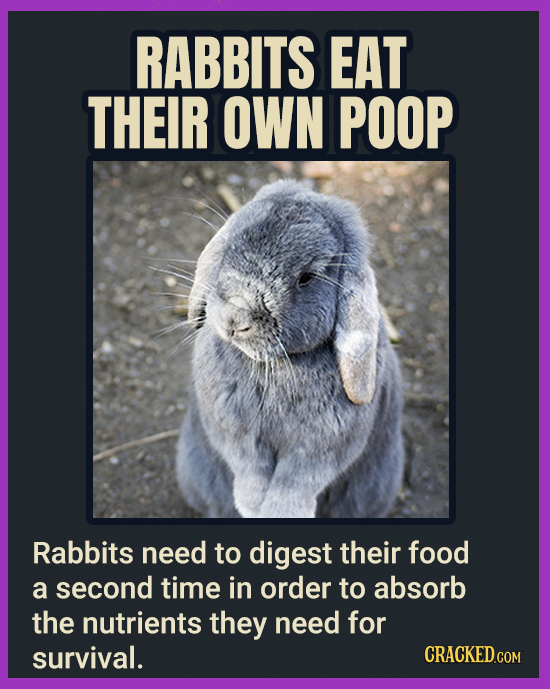 RABBITS EAT THEIR OWN POOP Rabbits need to digest their food a second time in order to absorb the nutrients they need for survival. CRACKEDCOr