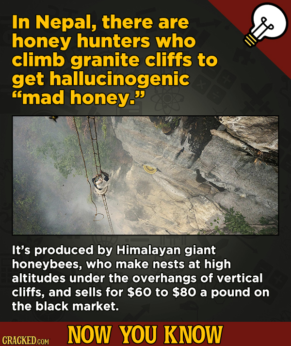 A Fresh Serving Of Trivia About Science, History, Movies, And More - In Nepal, there are honey hunters who climb granite cliffs to get hallucin