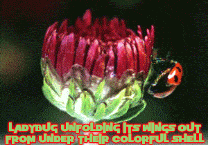 37 Everyday Things That Look Insane in Slow Motion