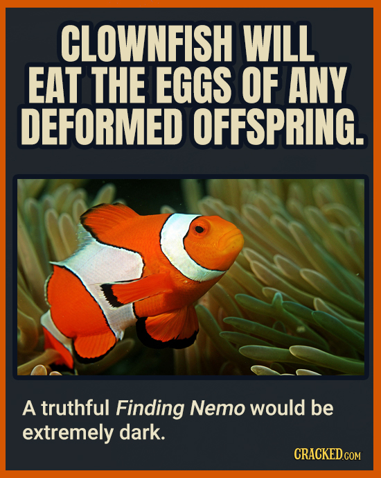 CLOWNFISH WILL EAT THE EGGS OF ANY DEFORMED OFFSPRING. A truthful Finding Nemo would be extremely dark. CRACKEDCON
