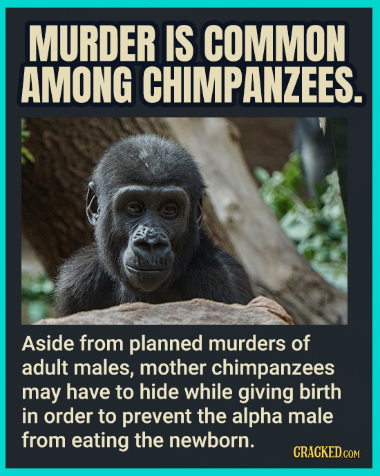 MURDER IS COMMON AMONG CHIMPANZEES. Aside from planned murders of adult males, mother chimpanzees may have to hide while giving birth in order to prev