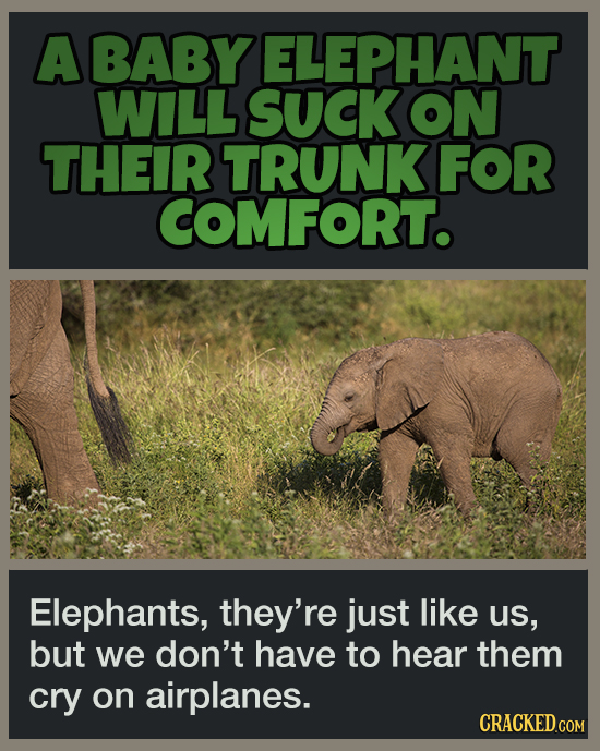 16 Pleasant Facts To Temporarily Distract You From More Terrible News