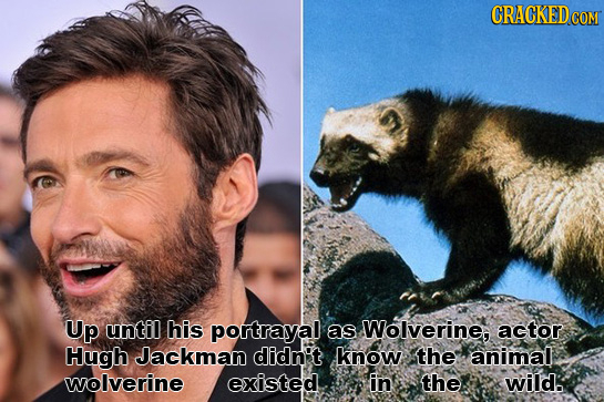 CRACKED COM Up until his portrayal as Wolverine, actor Hugh Jackman didn't know the animal wolverine existed in the wild