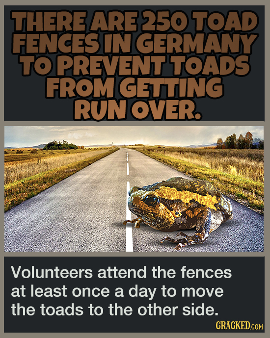 16 Pleasant Facts To Temporarily Distract You From More Terrible News