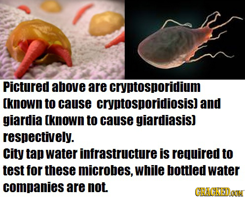 Pictured above are cryptosporidium known to cause cryptosporidiosis] and giardia known to cause giardiasis] respectively. City tap water infrastructur