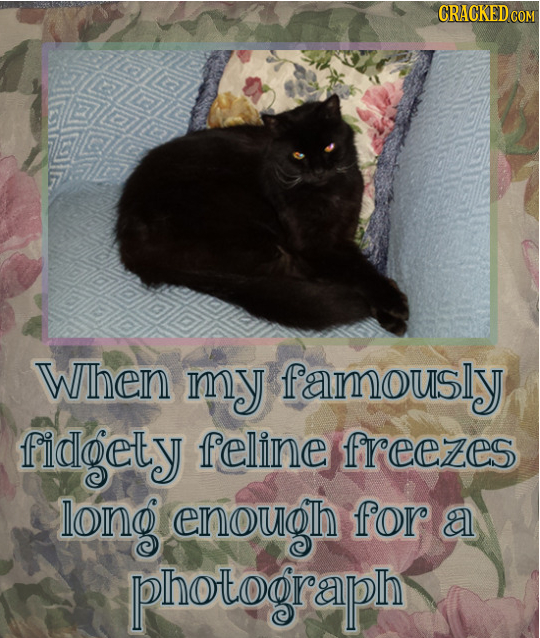 CRACKEDCON When my famously fidgety feline freezes long enouogh for a photograph