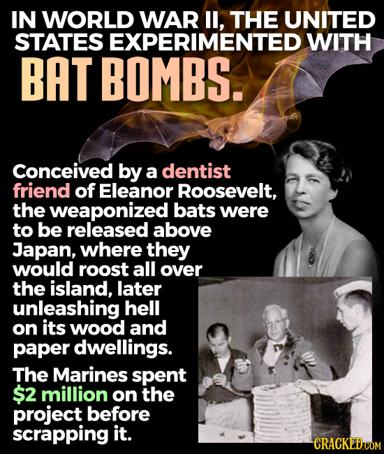 IN WORLD WAR l, THE UNITED STATES EXPERIMENTED WITH BAT BOMBS. Conceived by a dentist friend of Eleanor Roosevelt, the weaponized bats were to be rele