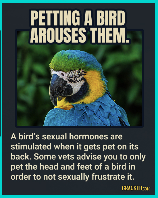 PETTING A BIRD AROUSES THEM. A bird's sexual hormones are stimulated when it gets pet on its back. Some vets advise you to only pet the head and feet