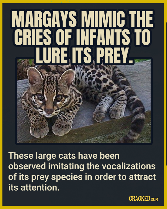 MARGAYS MIMIC THE CRIES OF INFANTS TO LURE ITS PREY. These large cats have been observed imitating the vocalizations of its prey species in order to a
