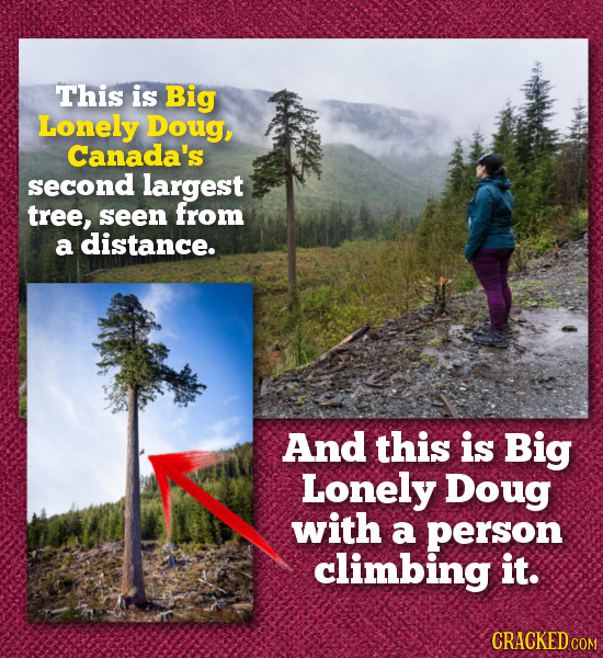 This is Big Lonely Doug, Canada's second largest tree, seen from a distance. And this is Big Lonely Doug with a person climbing it. CRACKED COM