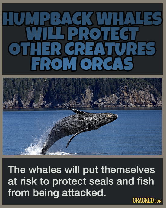 16 Pleasant Facts To Temporarily Distract You From More Terrible News