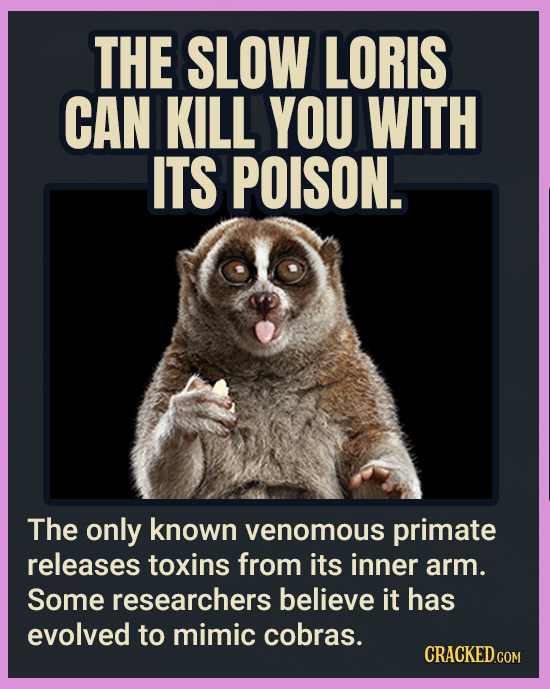 THE SLOW LORIS CAN KILL YOU WITH ITS POISON. The only known venomous primate releases toxins from its inner arm. Some researchers believe it has evolv