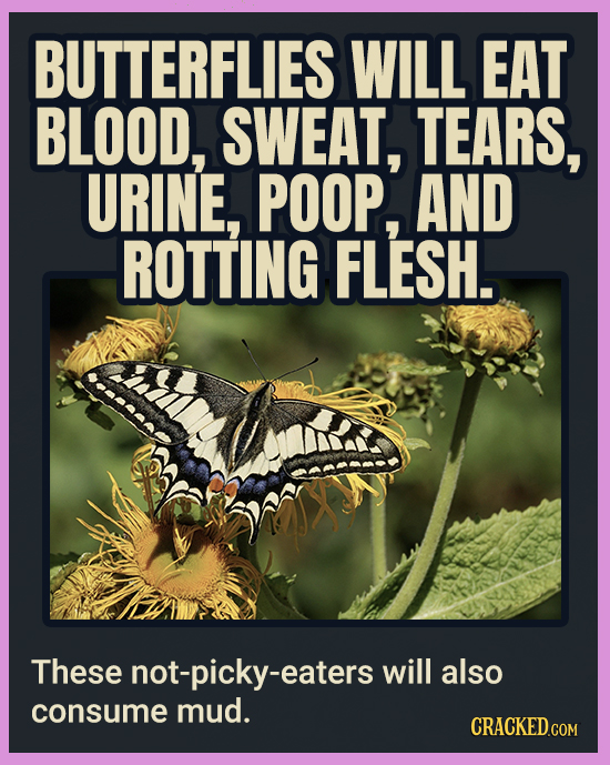 BUTTERFLIES WILL EAT BLOOD, SWEAT, TEARS, URINE, POOP, AND ROTTING FLESH. These not-picky-eaters will also consume mud. CRACKEDCON
