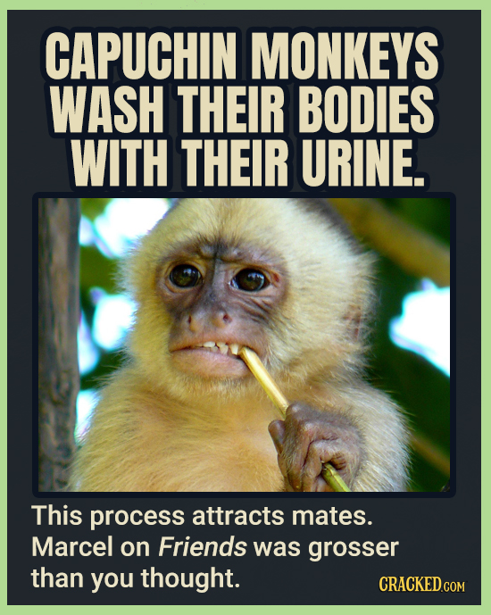 CAPUCHIN MONKEYS WASH THEIR BODIES WITH THEIR URINE. This process attracts mates. Marcel on Friends was grosser than you thought.