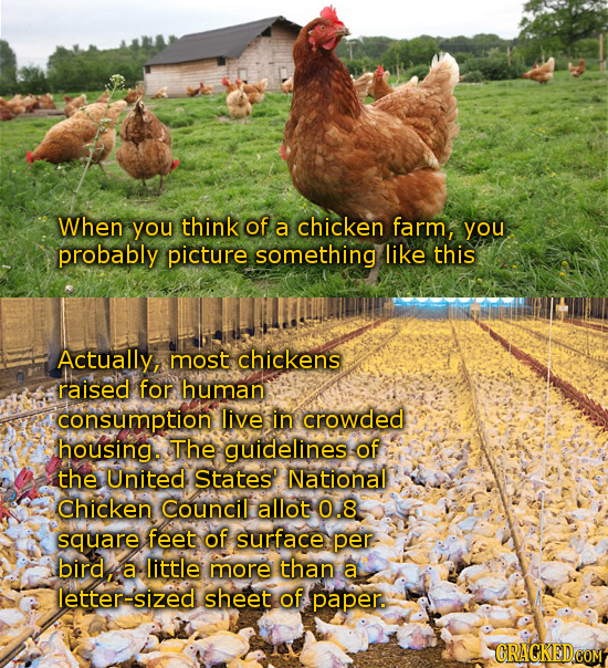 When you think of a chicken farm, you probably picture something like this Actually, most chickens raised for human consumption live in crowded housin