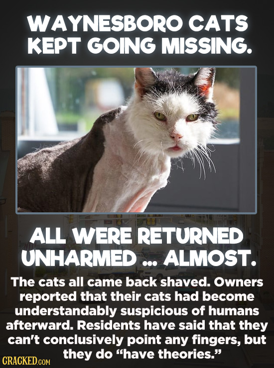 20 Bizarre Crimes You Won't Believe Actually Happened - Over the course of four months in 2017, at least seven cats in Waynesboro, Virginia were abduc