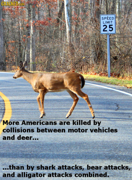 SPEED LIMIT 25 More Americans are killed by collisions between motor vehicles and deer... ...than by shark attacks, bear attacks, and alligator attack