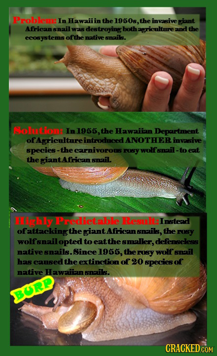 Problem: In Hawaiit in the 1950s, theinvasive giant Afirican snail w lestroying both griculture and the ecos y8 tems ofthe naativesnaaills. Colutlone