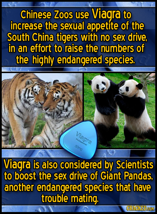 Chinese Zoos use Viagra to increase the sexual appetite of the South China tigers with no sex drive, in an effort to raise the numbers of the highly e