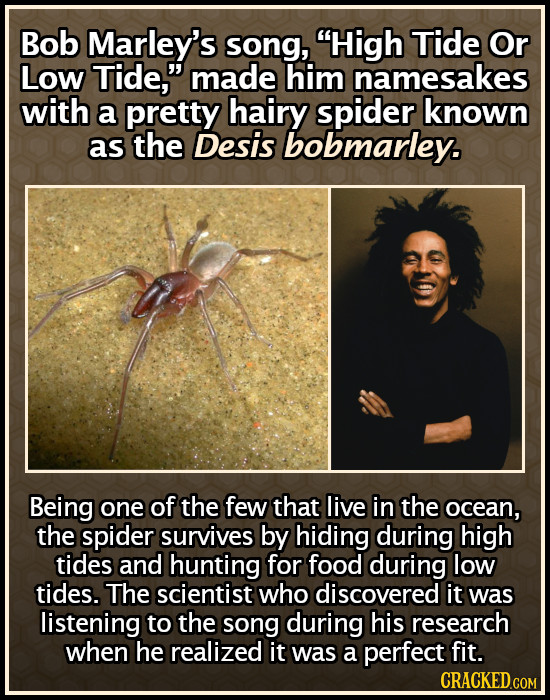 Bob Marley's song, High Tide Or Low Tide, made him namesakes with a pretty hairy spider known as the Desis bobmarley. Being one of the few that live