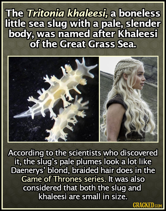 The Tritonia khaleesi, a boneless little sea slug with a pale, slender body, was named after Khaleesi of the Great Grass Sea. According to the scienti