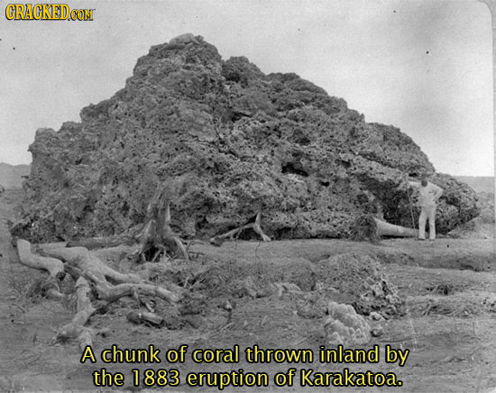 A chunk of coral thrown inland by the 1883 eruption of Karakatoa.