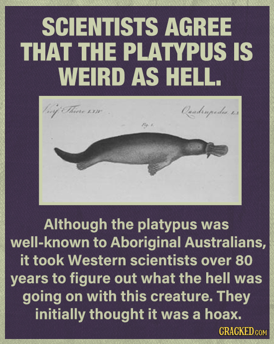 SCIENTISTS AGREE THAT THE PLATYPUS IS WEIRD AS HELL. ly Tiove Qaadhiapedlees 3 Although the platypus was well-known to Aboriginal Australians, it took