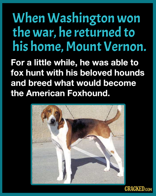 When Washington won the war, he returned to his home, Mount Vernon. For a little while, he was able to fox hunt with his beloved hounds and breed what