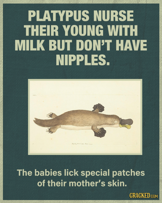 PLATYPUS NURSE THEIR YOUNG WITH MILK BUT DON'T HAVE NIPPLES. The babies lick special patches of their mother's skin. CRACKED COM