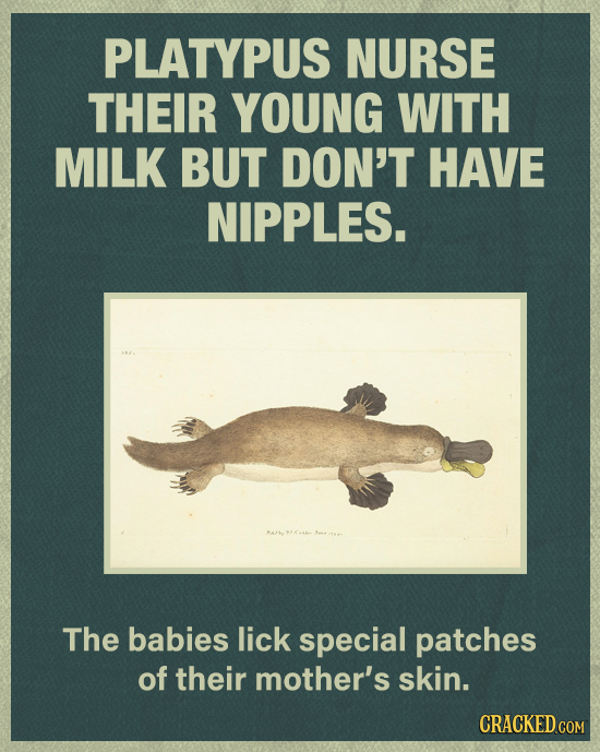 PLATYPUS NURSE THEIR YOUNG WITH MILK BUT DON'T HAVE NIPPLES. The babies lick special patches of their mother's skin. CRACKED COM 