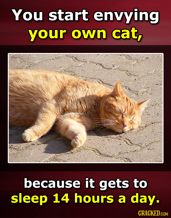 You start envying your own cat, because it gets to sleep 14 hours a day. CRACKED.COM