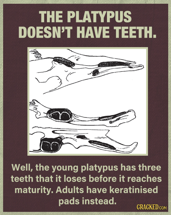 THE PLATYPUS DOESN'T HAVE TEETH. Well, the young platypus has three teeth that it loses before it reaches maturity. Adults have keratinised pads inste