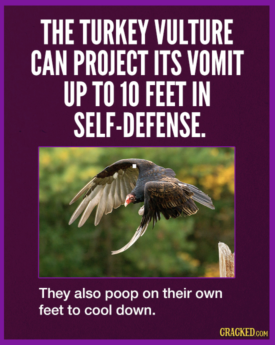 THE TURKEY VULTURE CAN PROJECT ITS VOMIT UP TO 10 FEET IN SELF-DEFENSE. They also poop on their own feet to cool down. CRACKED.COM