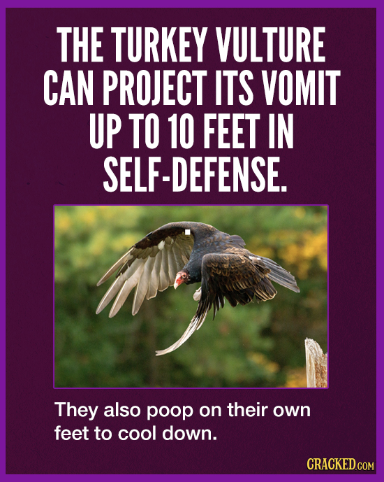 THE TURKEY VULTURE CAN PROJECT ITS VOMIT UP TO 10 FEET IN SELF-DEFENSE. They also poop on their own feet to cool down. CRACKED.COM 